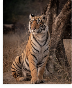 Tijger