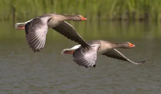 Gans
