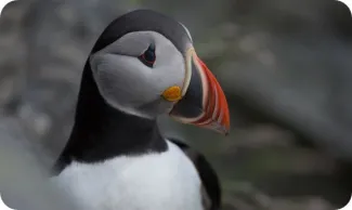 Puffin